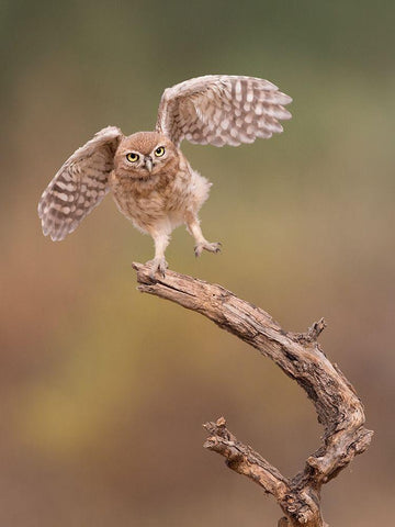 Im just a gigalo Black Ornate Wood Framed Art Print with Double Matting by Eichelberg, Amnon