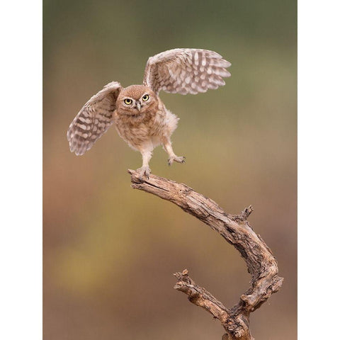 Im just a gigalo Gold Ornate Wood Framed Art Print with Double Matting by Eichelberg, Amnon