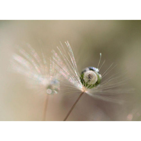 Star of dandelion White Modern Wood Framed Art Print by Kulik, Bertrand