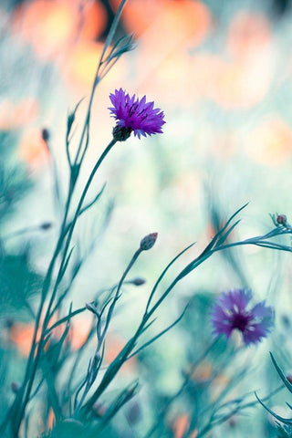 Colors game 2 White Modern Wood Framed Art Print with Double Matting by Bravin, Fabien