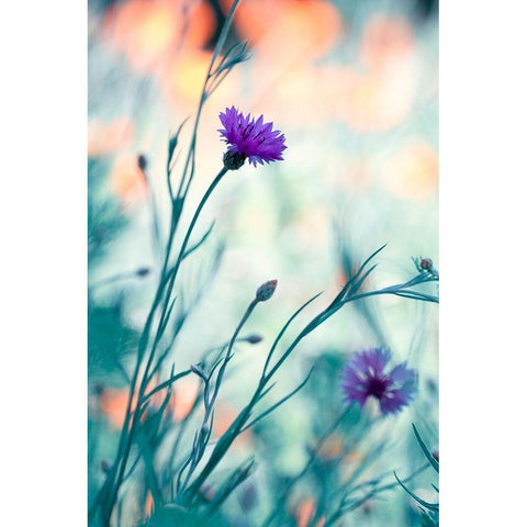 Colors game 2 White Modern Wood Framed Art Print by Bravin, Fabien