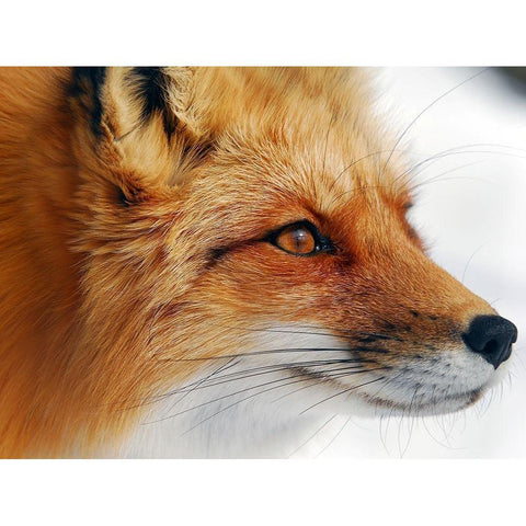 Red Fox Black Modern Wood Framed Art Print with Double Matting by Turgeon, Alain