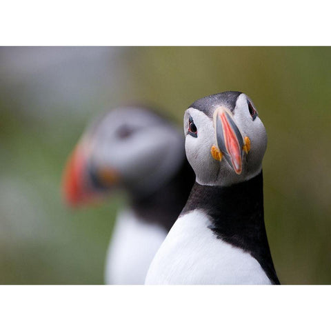 Posing Puffin Gold Ornate Wood Framed Art Print with Double Matting by Petterson, Olof