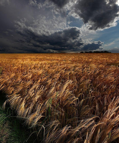 Strohgaeu Black Ornate Wood Framed Art Print with Double Matting by Schumacher, Nicolas