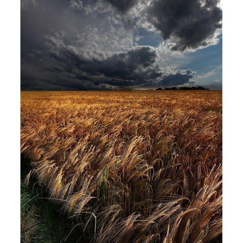 Strohgaeu Black Modern Wood Framed Art Print by Schumacher, Nicolas