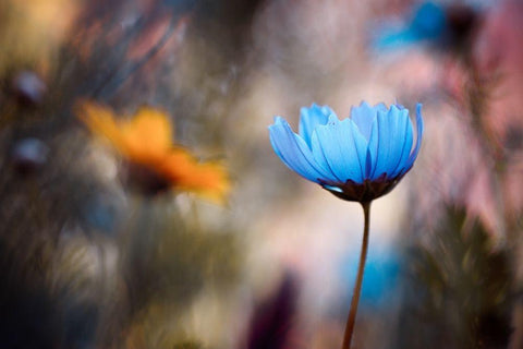 Do you wanna dance with me Black Ornate Wood Framed Art Print with Double Matting by Bravin, Fabien