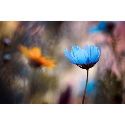 Do you wanna dance with me Black Modern Wood Framed Art Print by Bravin, Fabien