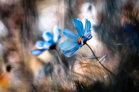 The two of us Black Ornate Wood Framed Art Print with Double Matting by Bravin, Fabien