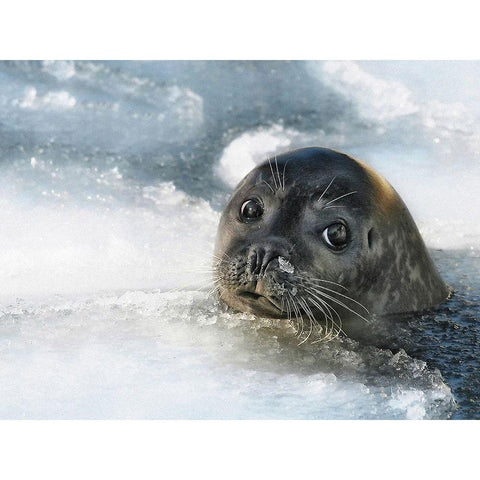 do you have a fish ? White Modern Wood Framed Art Print by Droste, Holger