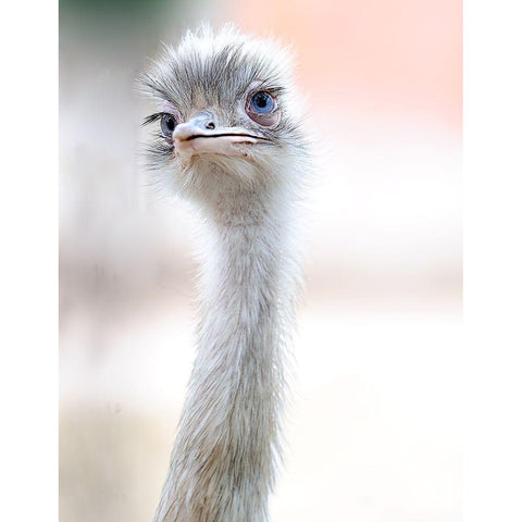 natural beauty Gold Ornate Wood Framed Art Print with Double Matting by Pellegrini, Fulvio