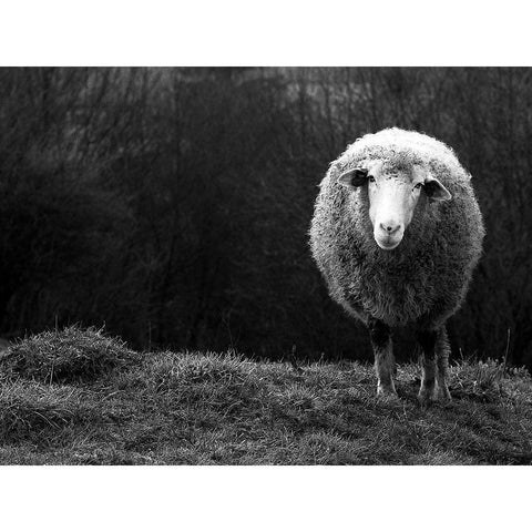 Wondering sheep White Modern Wood Framed Art Print by Ajven