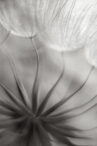 Into the heart White Modern Wood Framed Art Print with Double Matting by Casanova, Francois