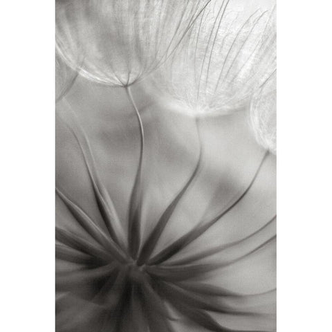 Into the heart Black Modern Wood Framed Art Print by Casanova, Francois