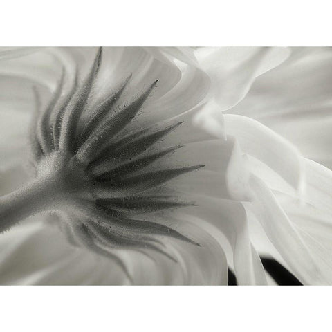 Calendula White Modern Wood Framed Art Print by Gronkjaer, Lotte