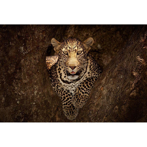 Leopard Resting on a Tree at Masai Mara Black Modern Wood Framed Art Print with Double Matting by Ozmen, Ozkan