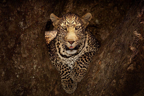 Leopard Resting on a Tree at Masai Mara Black Ornate Wood Framed Art Print with Double Matting by Ozmen, Ozkan