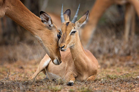 A Moment of Love Black Ornate Wood Framed Art Print with Double Matting by Moreno, Mario