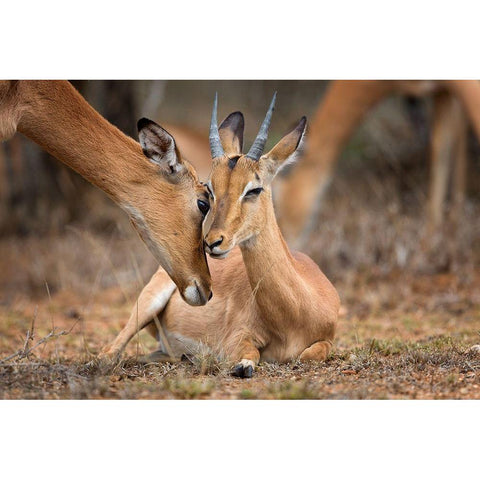 A Moment of Love Black Modern Wood Framed Art Print by Moreno, Mario