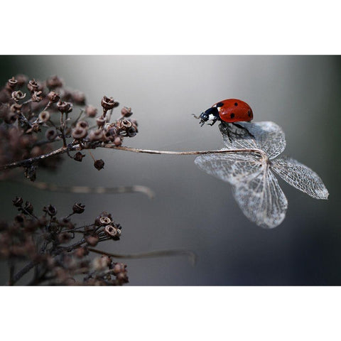 Ladybird on hydrangea. Gold Ornate Wood Framed Art Print with Double Matting by Van Deelen, Ellen