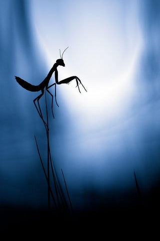 Last Night On Earth Black Ornate Wood Framed Art Print with Double Matting by Bravin, Fabien