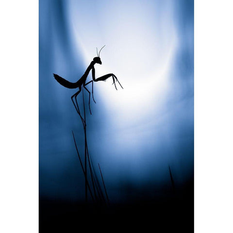 Last Night On Earth Black Modern Wood Framed Art Print with Double Matting by Bravin, Fabien