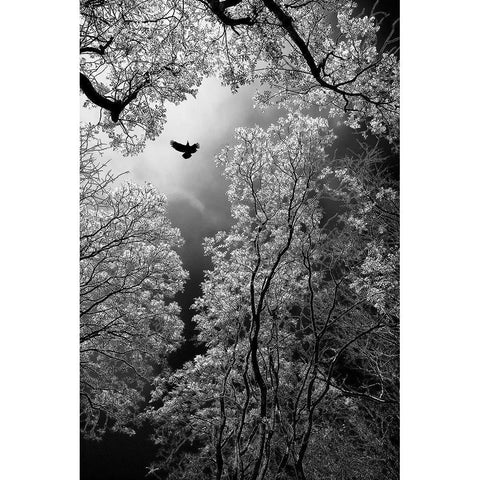 Flight Gold Ornate Wood Framed Art Print with Double Matting by Stamenkovic, Goran