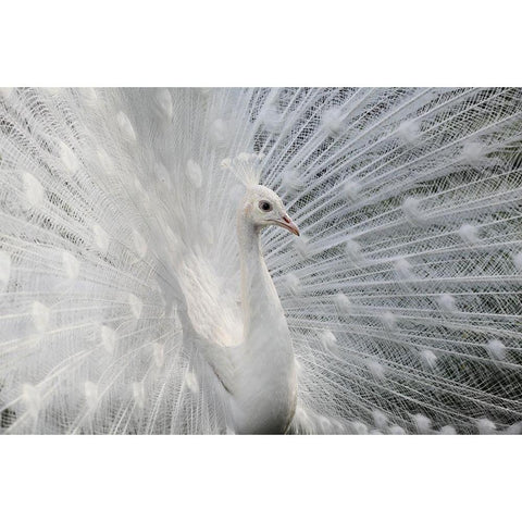 As white as snow White Modern Wood Framed Art Print by Ivanova, Victoria