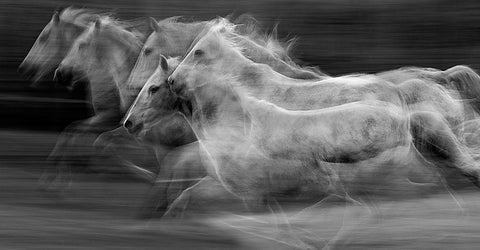 Gallop in the repetition White Modern Wood Framed Art Print with Double Matting by Malovrh, Milan