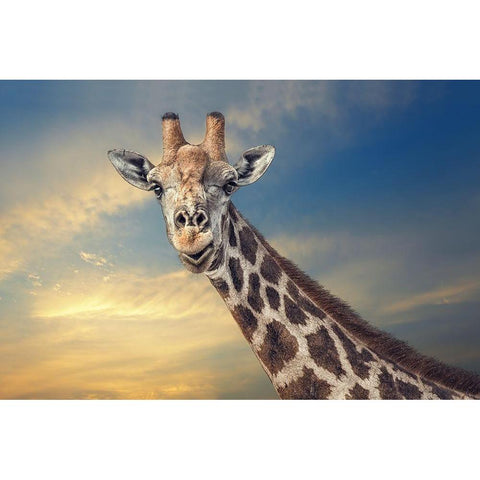 the friendly giant White Modern Wood Framed Art Print by Flour, Piet