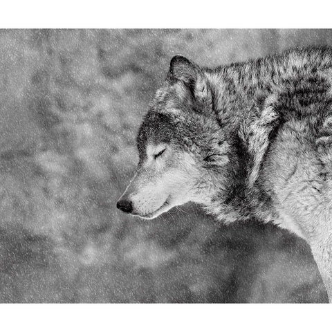 Let it snow Gold Ornate Wood Framed Art Print with Double Matting by Ivanova, Victoria