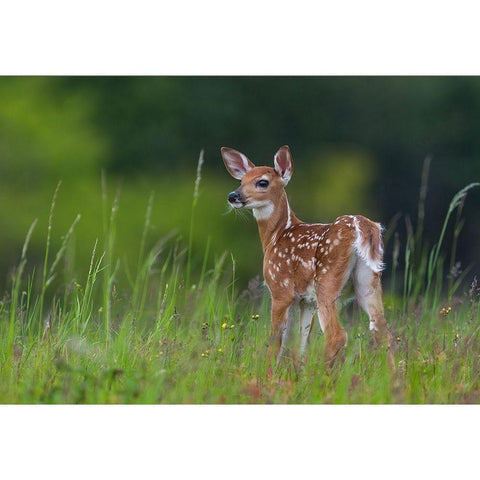 Spring Fawn White Modern Wood Framed Art Print by Kalathas, Nick