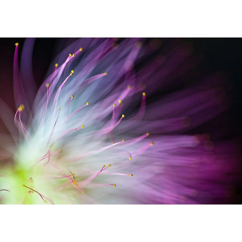 The Will-o-the-Wisp Black Modern Wood Framed Art Print with Double Matting by Lionse, Art