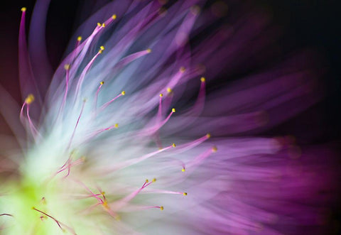 The Will-o-the-Wisp White Modern Wood Framed Art Print with Double Matting by Lionse, Art