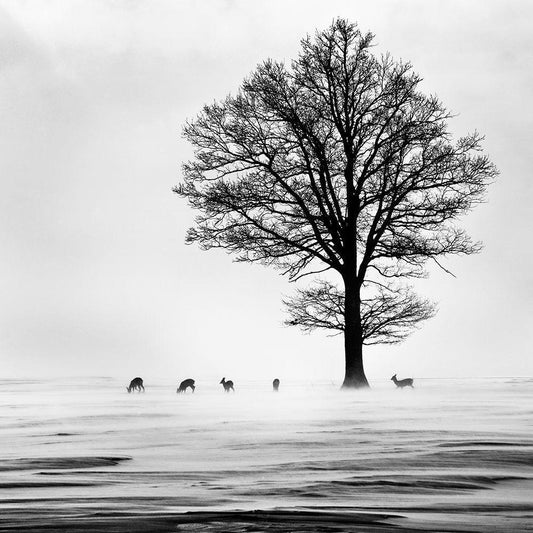 Image Only