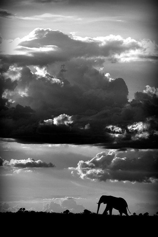 Image Only