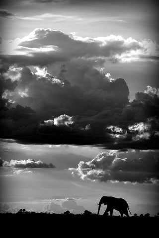 He walks under an African Sky Black Ornate Wood Framed Art Print with Double Matting by Wildphotoart