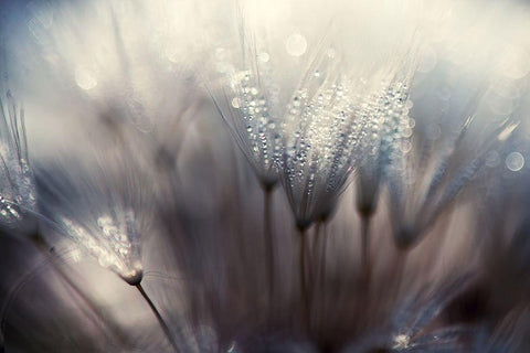 The forest White Modern Wood Framed Art Print with Double Matting by Dam, Thomas