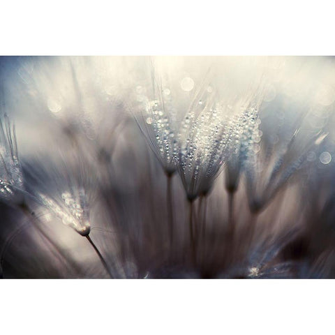 The forest White Modern Wood Framed Art Print by Dam, Thomas