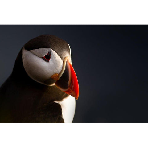 Puffin portrait White Modern Wood Framed Art Print by Ennedi