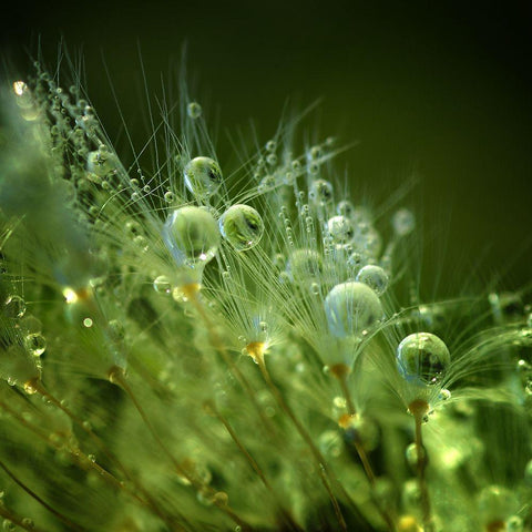 Morning Perls Black Modern Wood Framed Art Print with Double Matting by Maier, Norbert