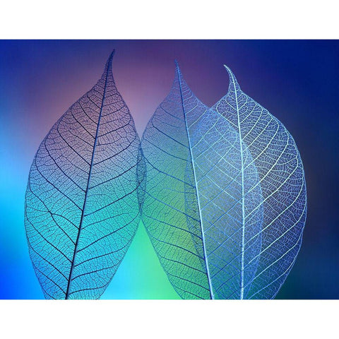 Prismatic leafs White Modern Wood Framed Art Print by Kowatari, Shihya