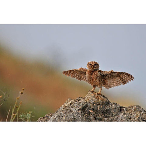 I can fly White Modern Wood Framed Art Print by Amer, Muayad