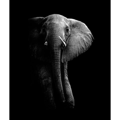 Elephant Gold Ornate Wood Framed Art Print with Double Matting by Wildphotoart
