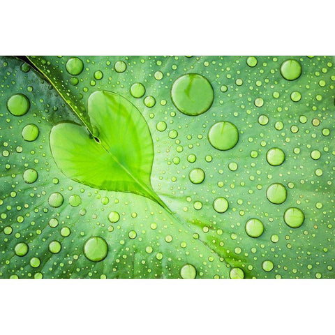 Heart White Modern Wood Framed Art Print by Foto, Patrick