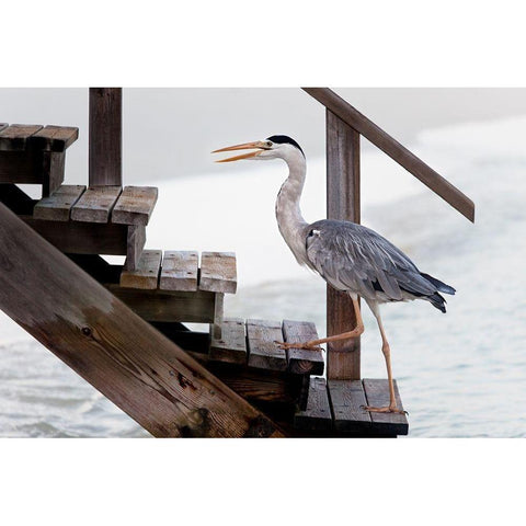 With a firm step Black Modern Wood Framed Art Print with Double Matting by Guyot, Michel