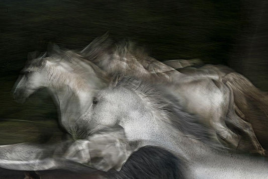 Image Only