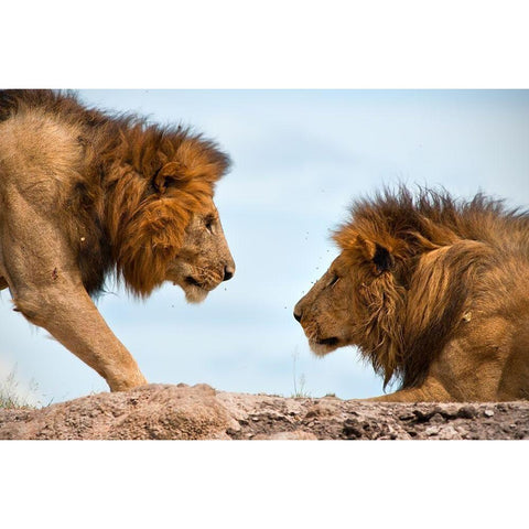 Face to Face Gold Ornate Wood Framed Art Print with Double Matting by Bibi, Tamir