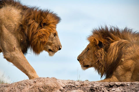 Face to Face White Modern Wood Framed Art Print with Double Matting by Bibi, Tamir