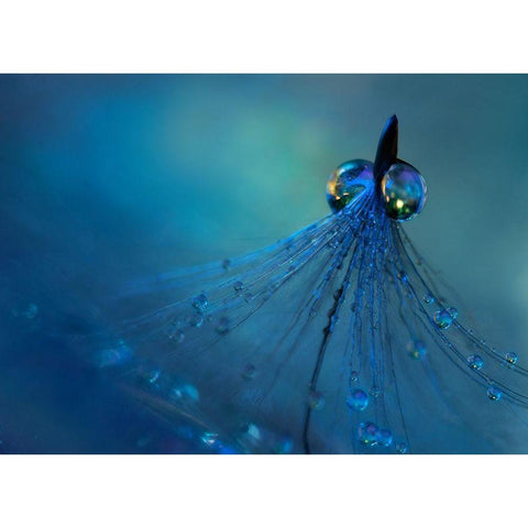 Dancing into the blue night Black Modern Wood Framed Art Print with Double Matting by Westum, Heidi