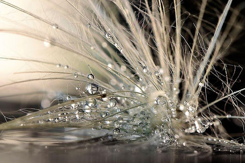 Pearls White Modern Wood Framed Art Print with Double Matting by Zahirimehr, Maryam